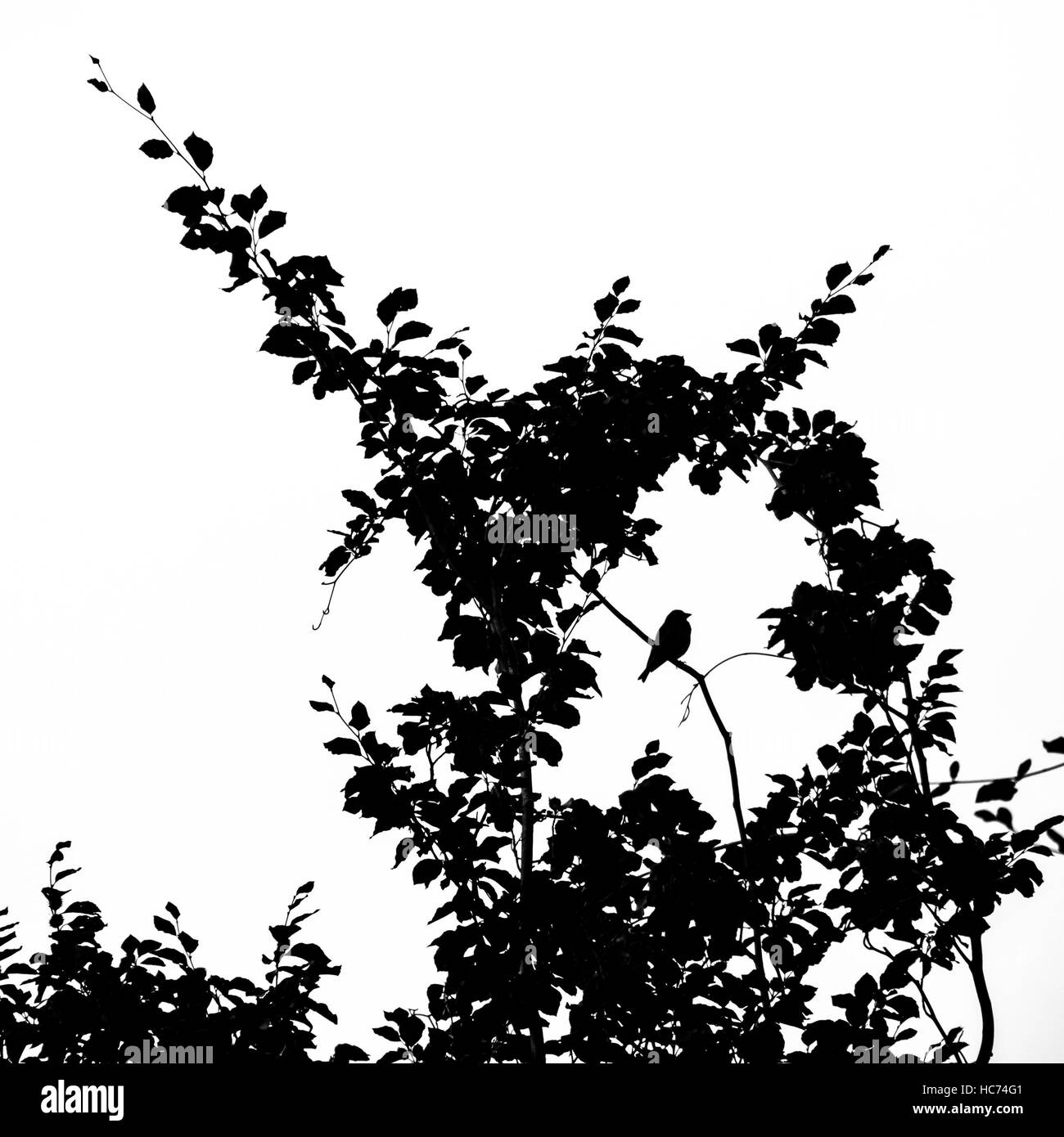 Tree silhouette with bird Stock Photo