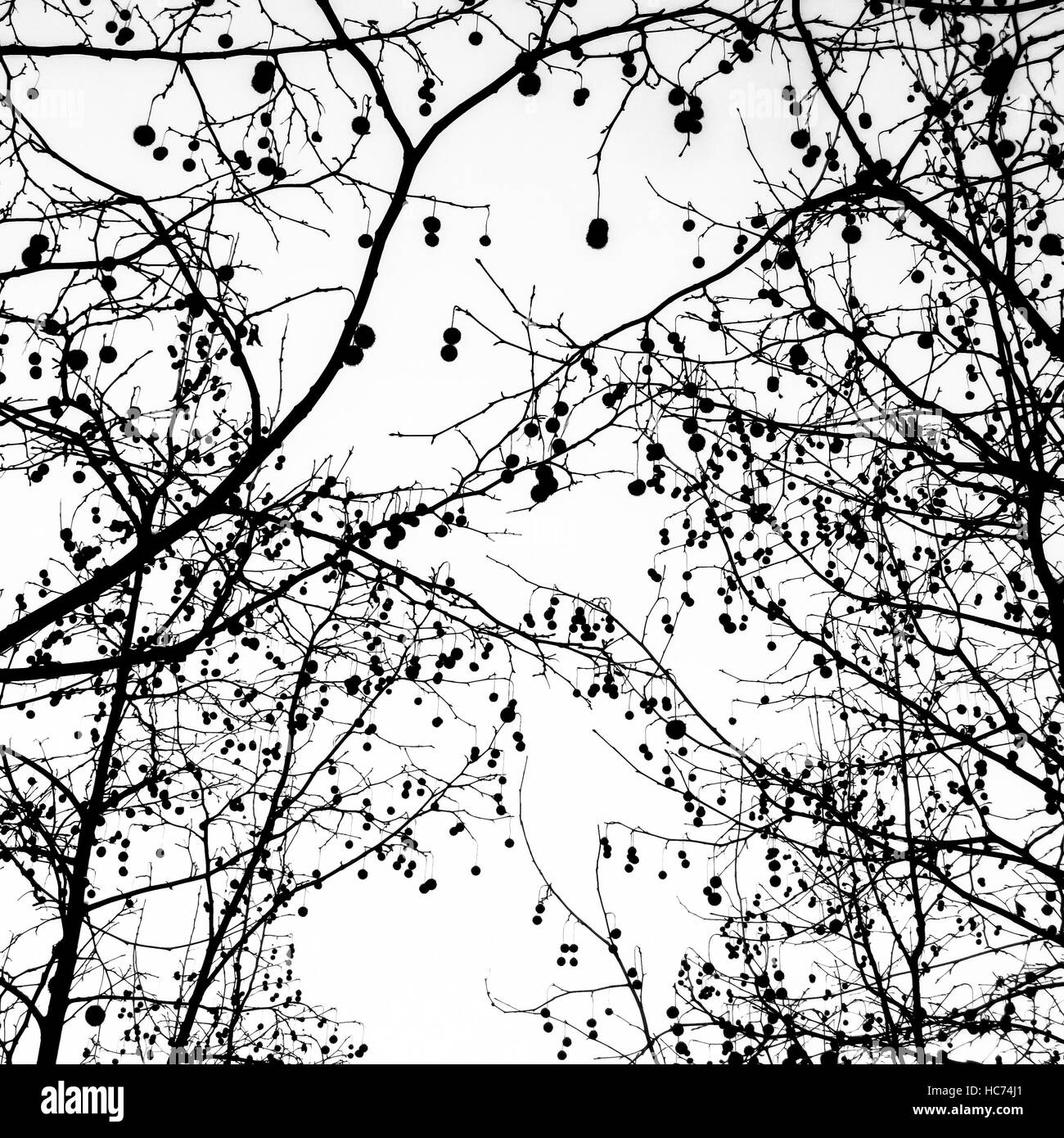 Tree silhouette Stock Photo