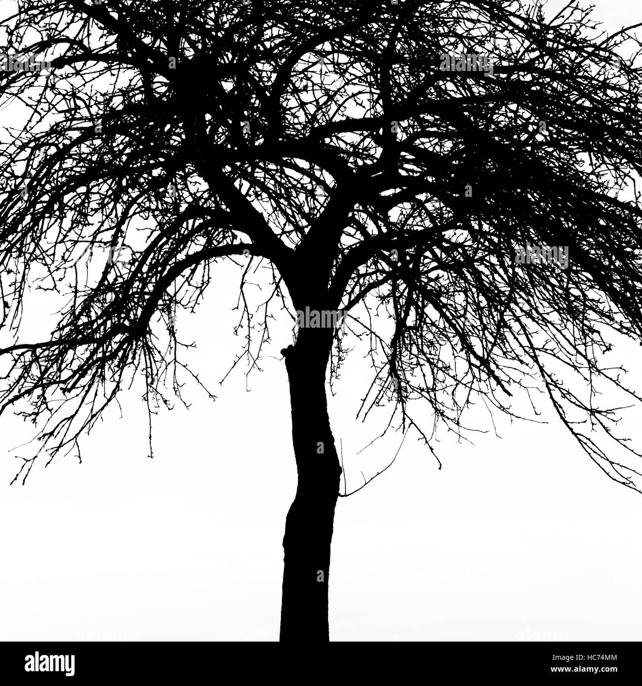 Tree silhouette Stock Photo