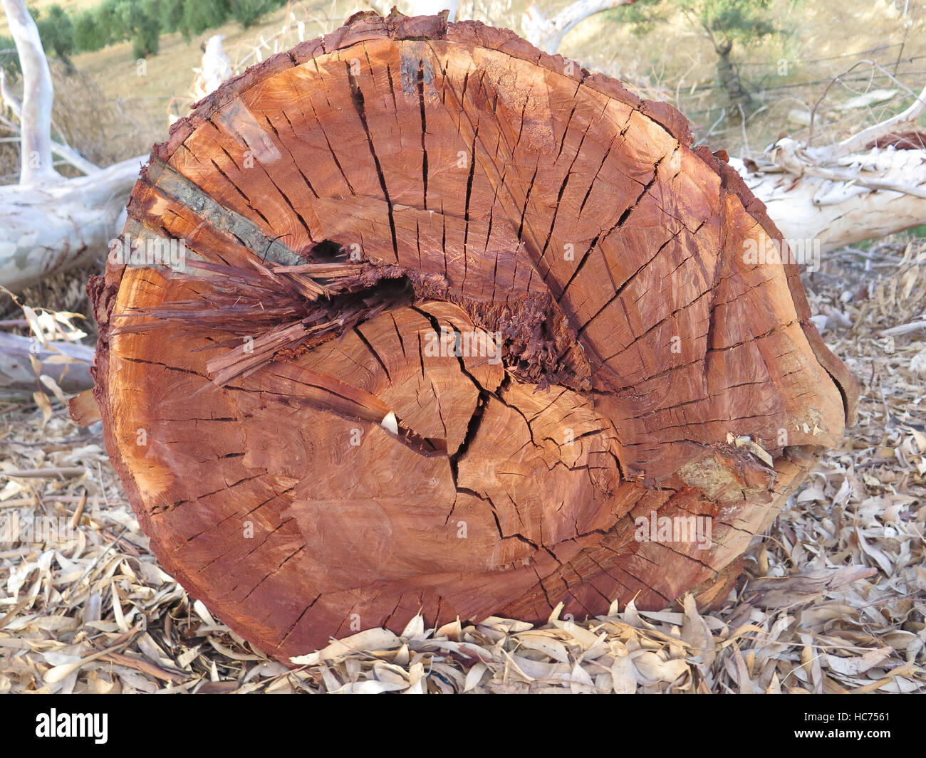 Eucalyptus Tree Trunk High Resolution Stock Photography And Images Alamy