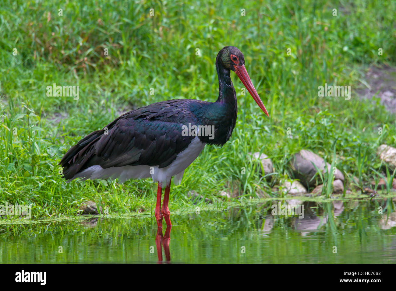 Black stork (Ciconia nigra) foraging in shallow water of pond Stock Photo