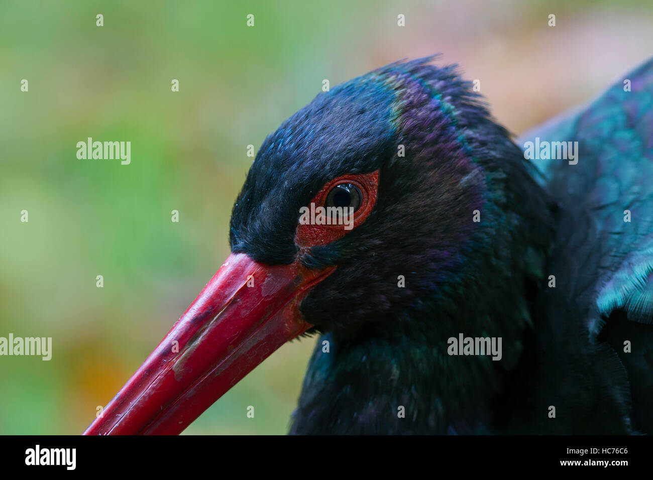 Black stork (Ciconia nigra) close up of head Stock Photo