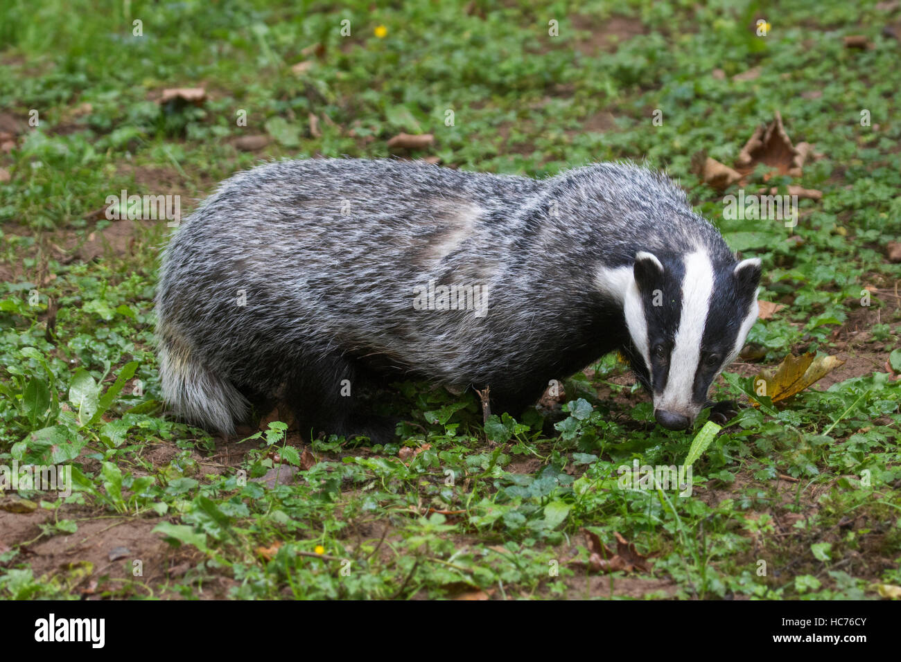 European badger (Meles meles) foraging in grassland during the daytime Stock Photo