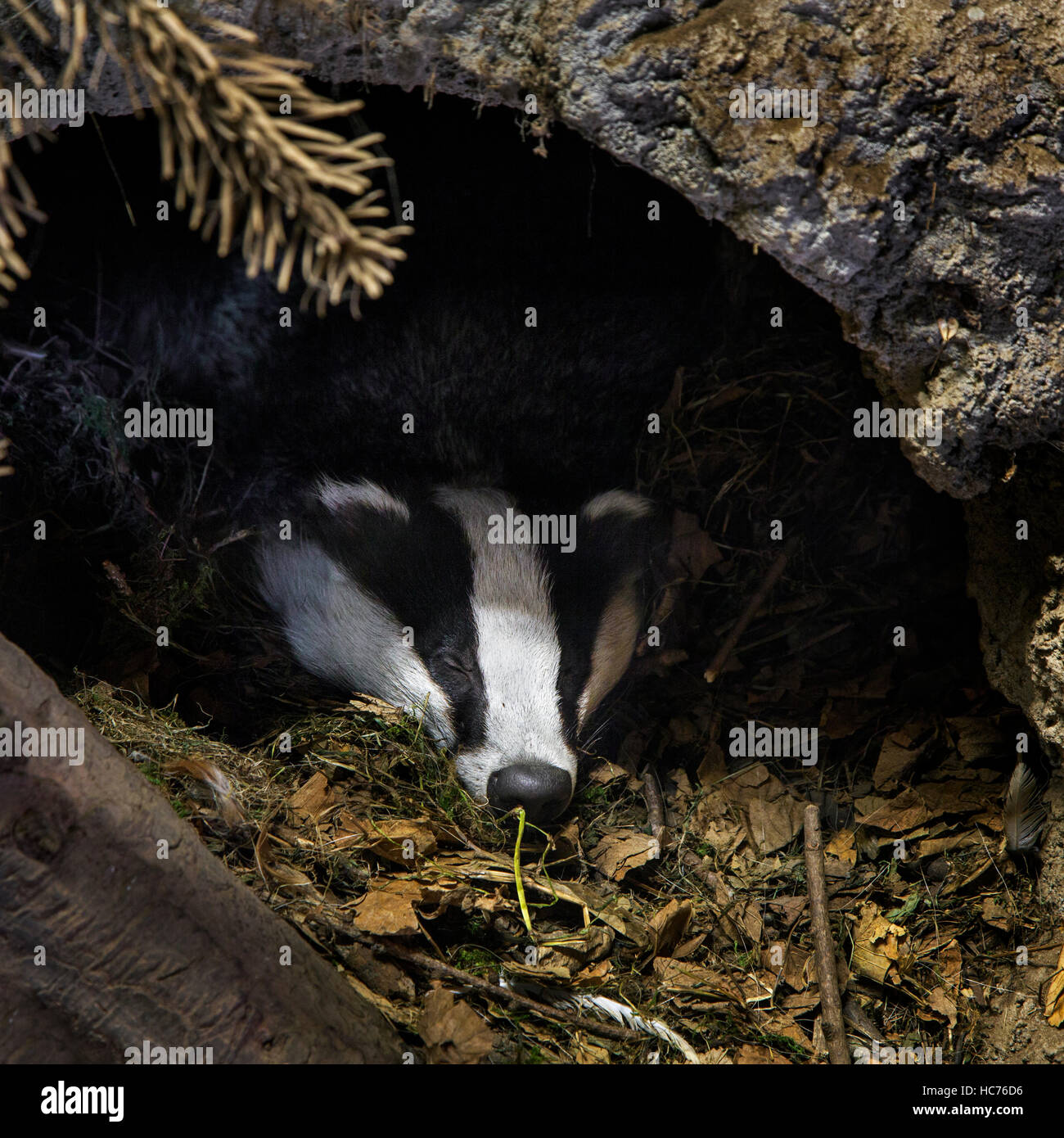 European badger (Meles meles) sleeping in den / sett in coniferous forest Stock Photo