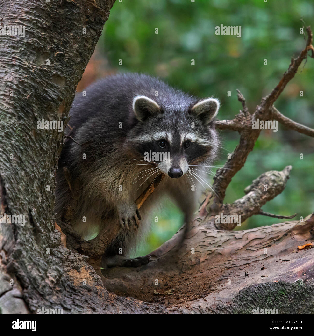 North American raccoon (Procyon lotor), native to North America, climbing in tree in forest Stock Photo