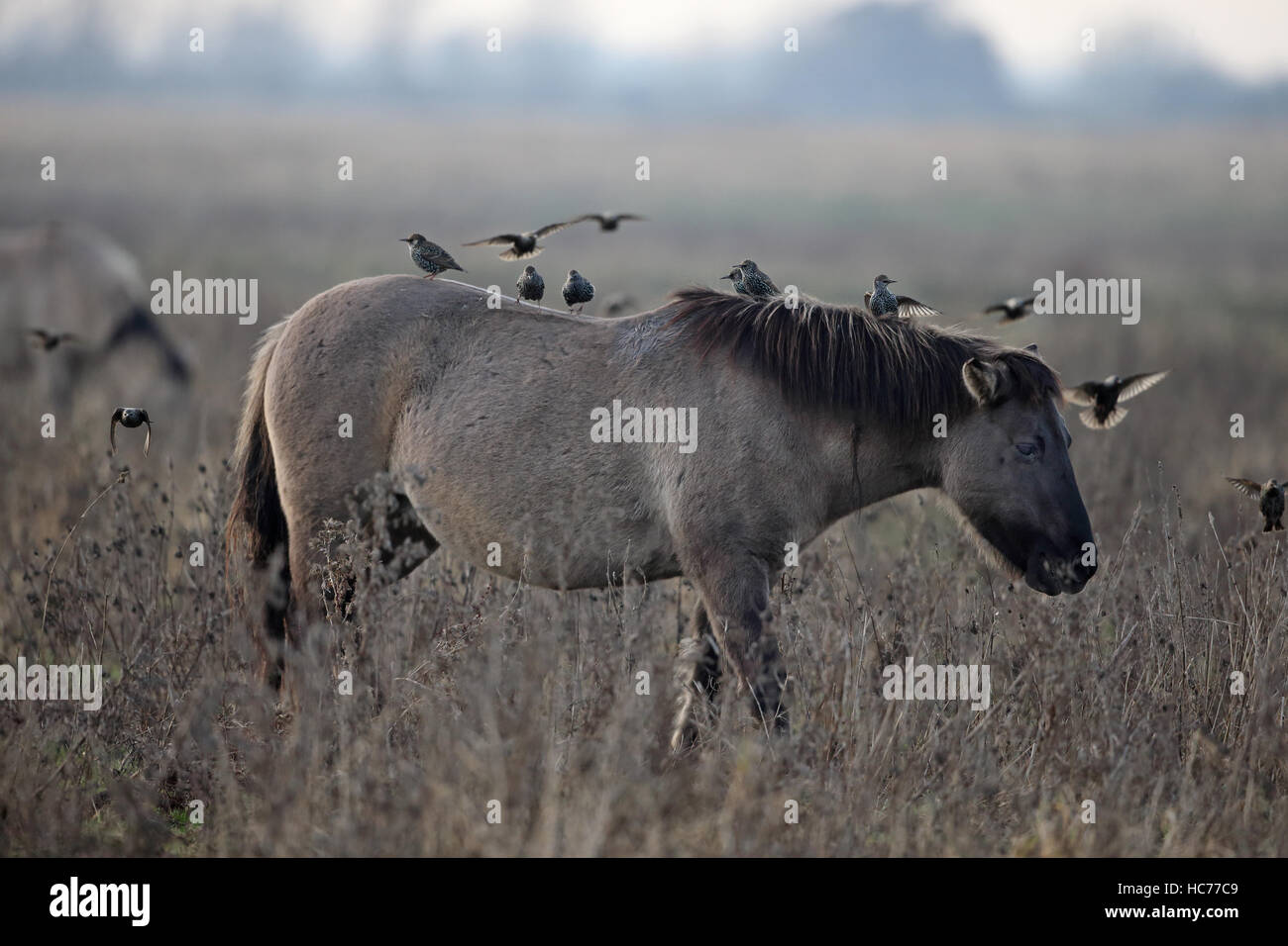 Konik Pony (Equus ferus caballus) Stock Photo