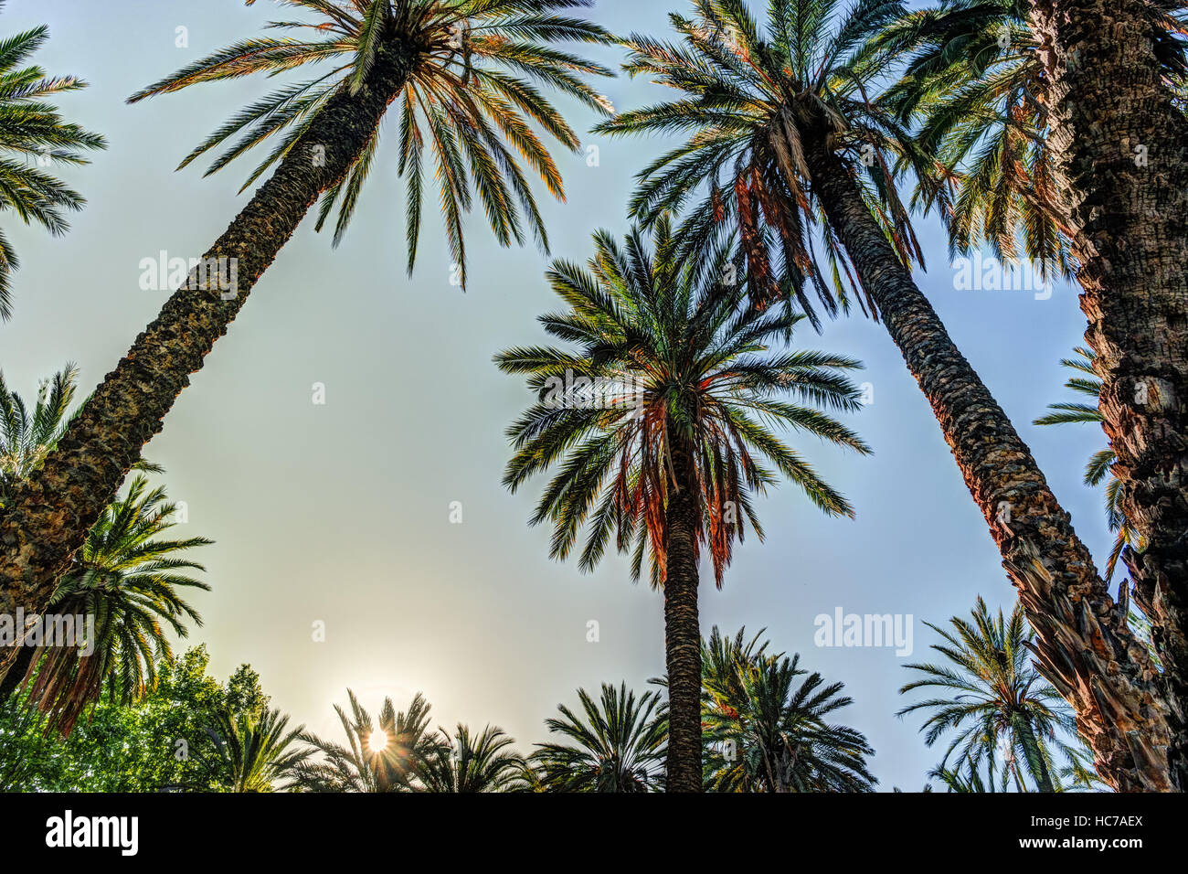 Palm trees in a tropical resort at beautiful sunny day Stock Photo - Alamy