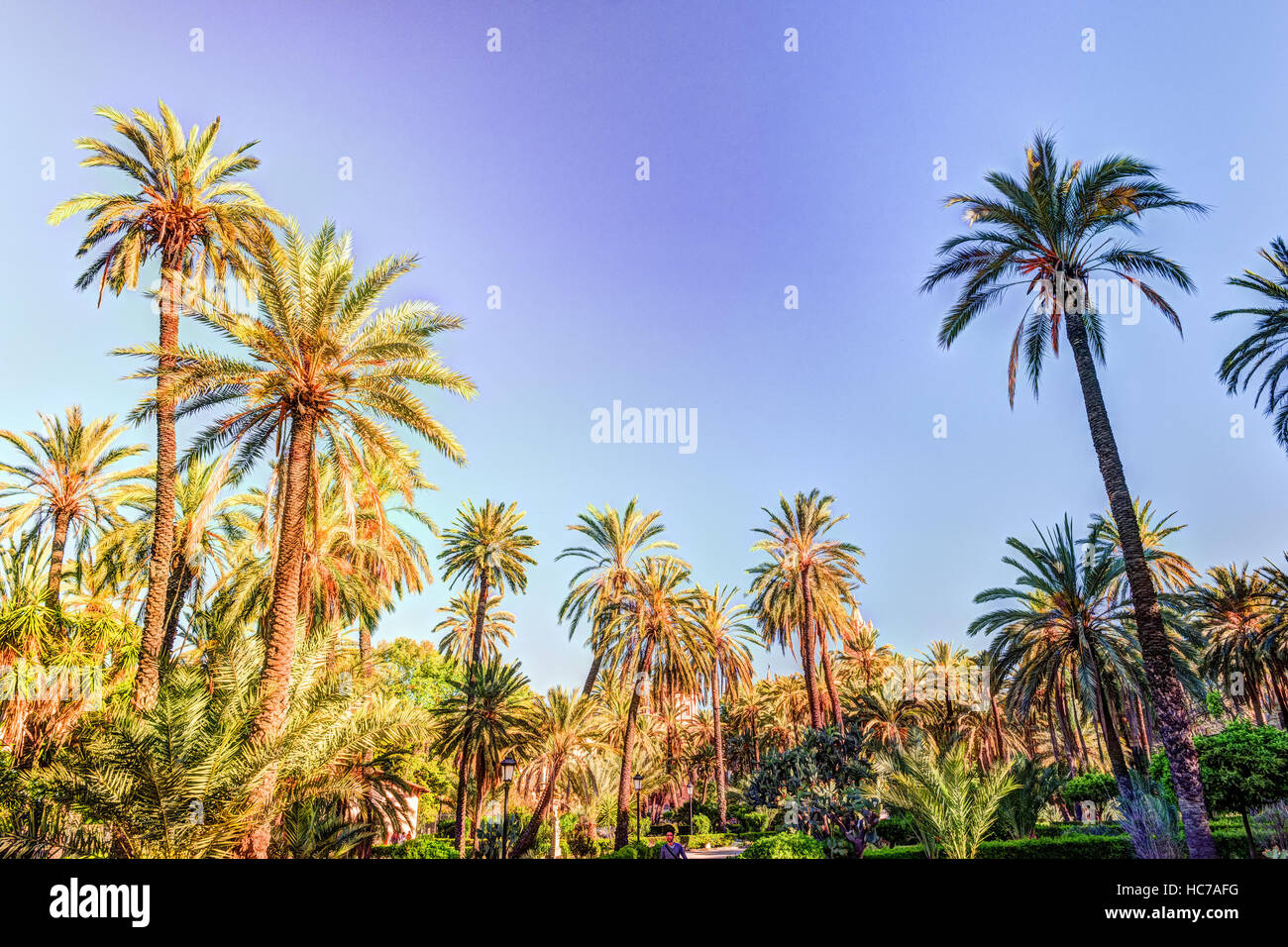 Palm trees in a tropical resort at beautiful sunny day Stock Photo - Alamy