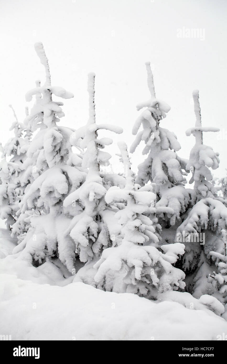 Snow covered pine trees in the mountains Stock Photo - Alamy
