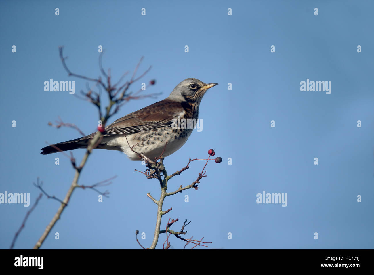 Fieldfare, Turdus pilaris, Single bird in hawthorn bush, Warwickshire, December 2016 Stock Photo