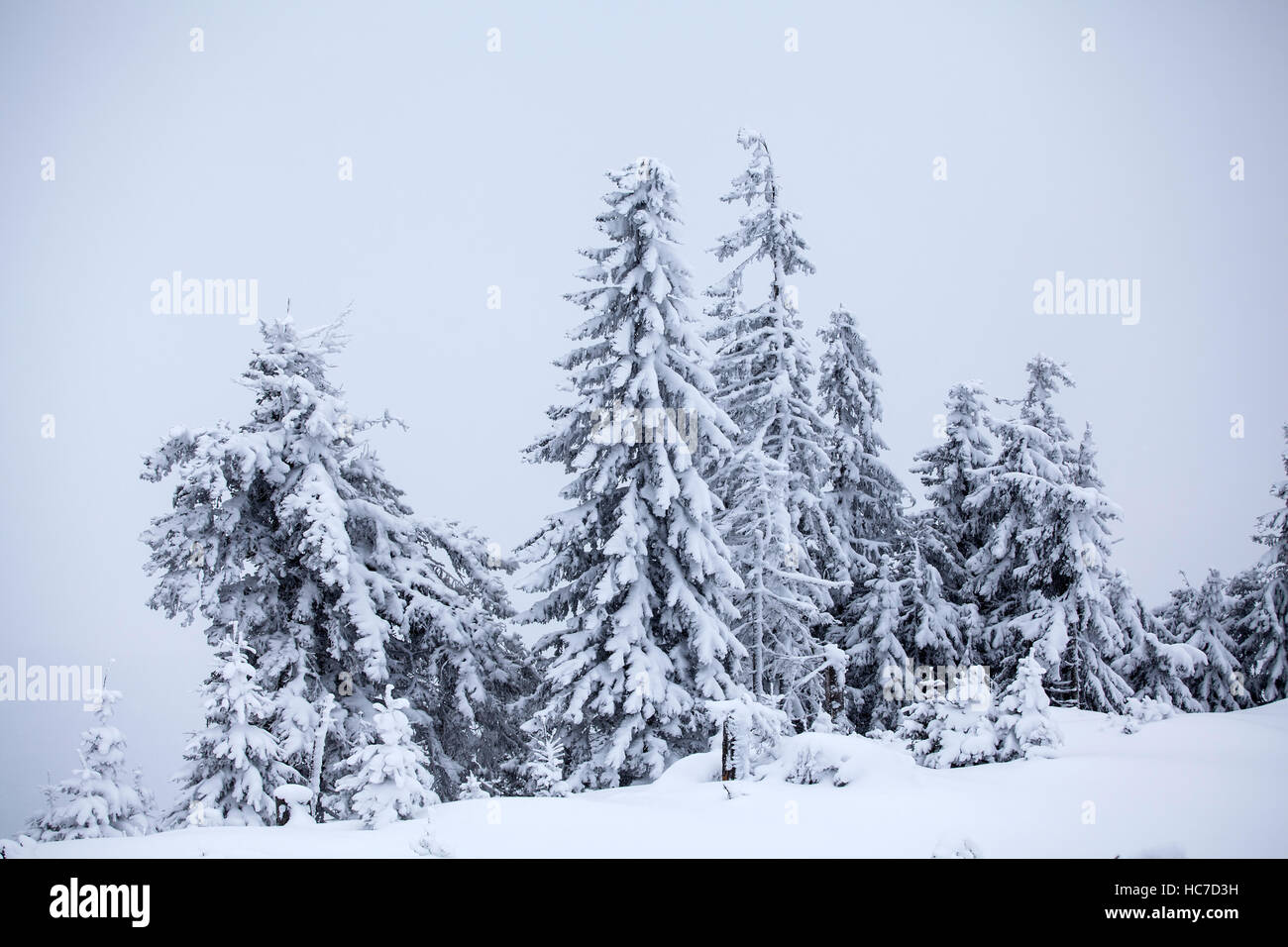 Snow covered pine trees in the mountains Stock Photo - Alamy