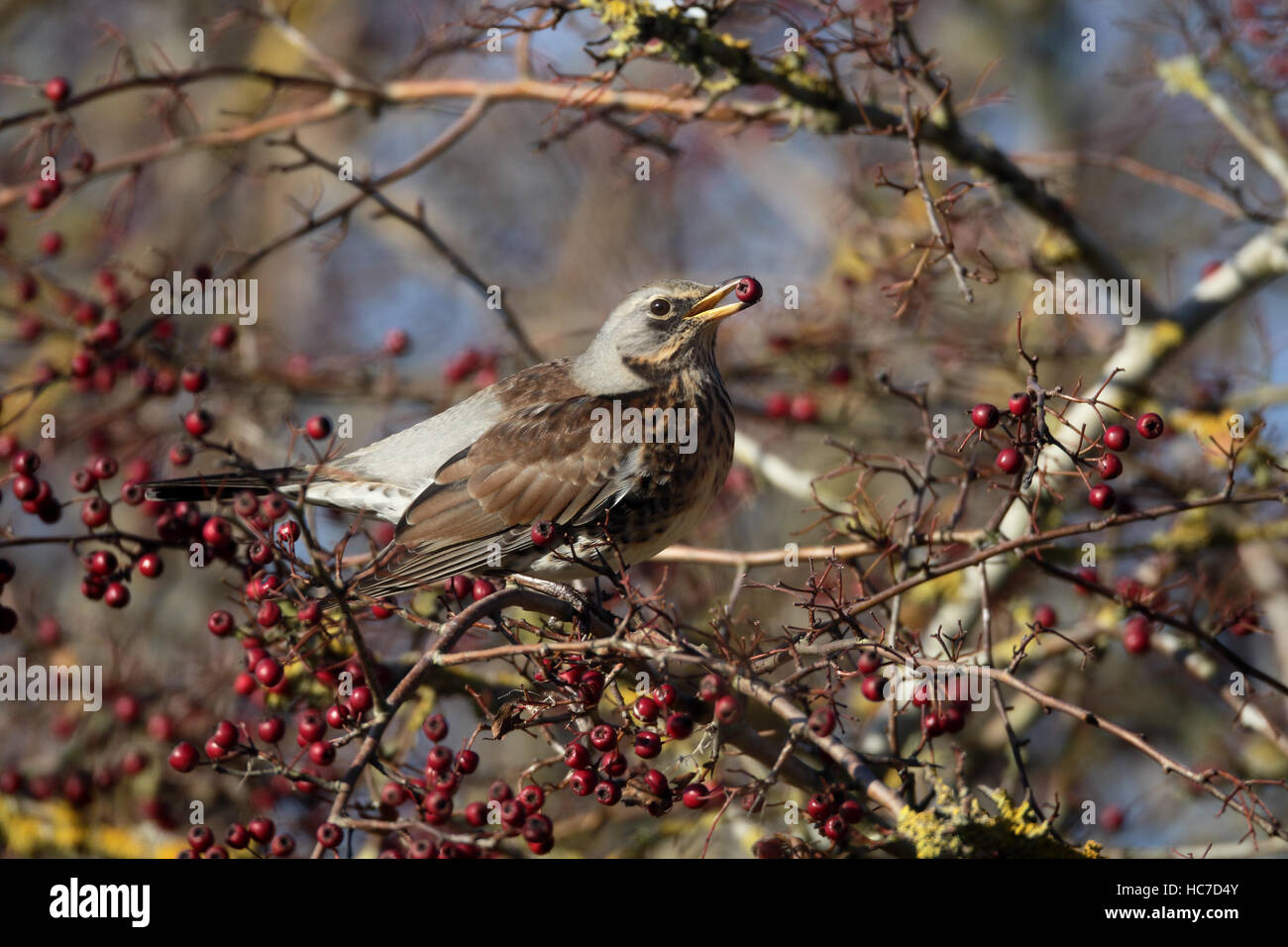 Fieldfare, Turdus pilaris, Single bird in hawthorn bush, Warwickshire, December 2016 Stock Photo