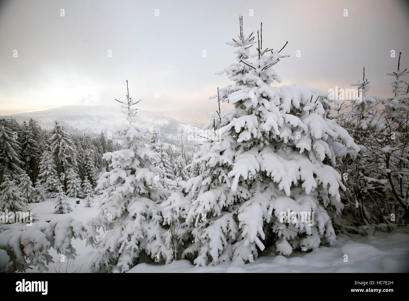 Snow covered pine trees in the mountains Stock Photo - Alamy