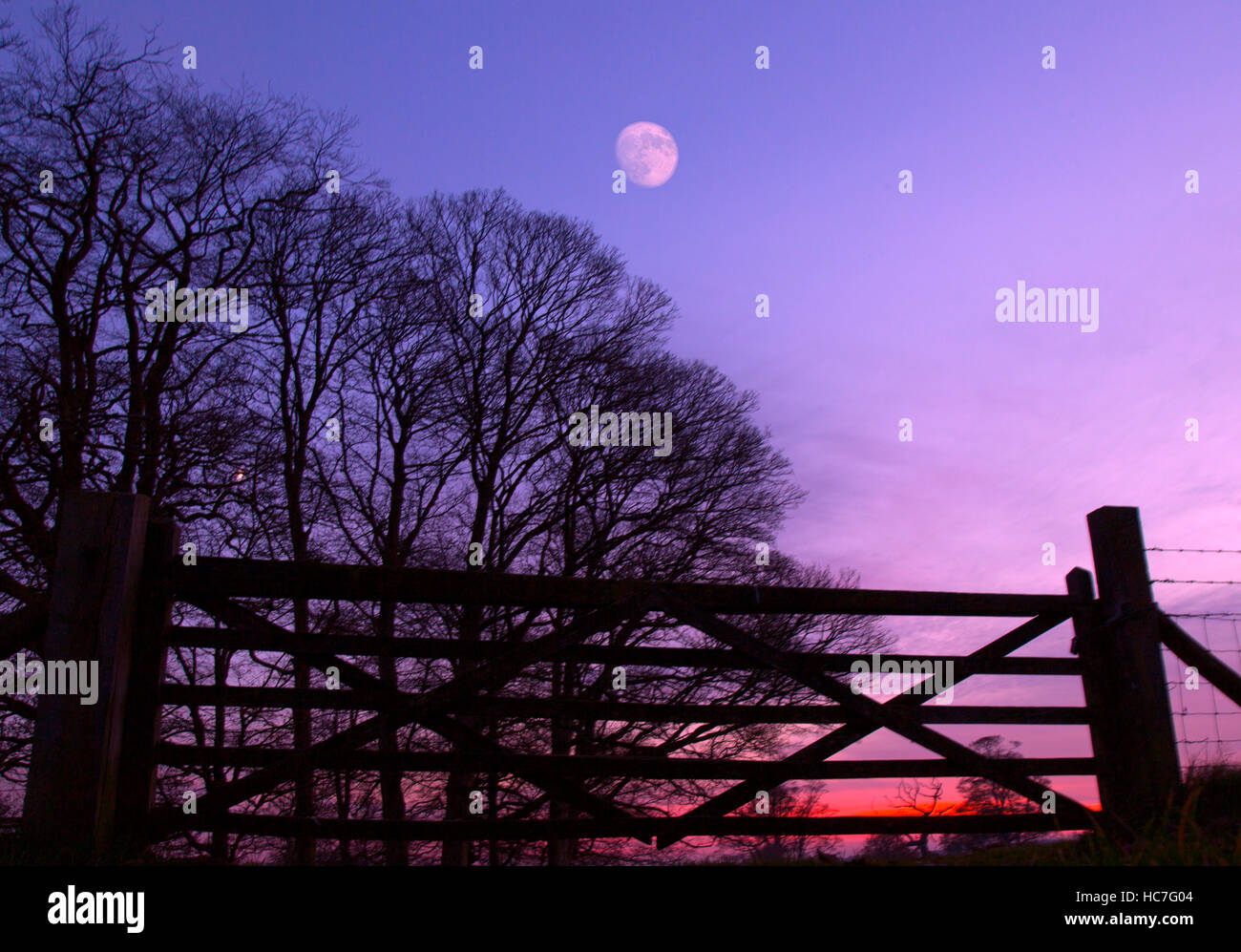 Five bar gate and Bare winter Beeches with rising moon Felbrigg Woods Norfolk Stock Photo