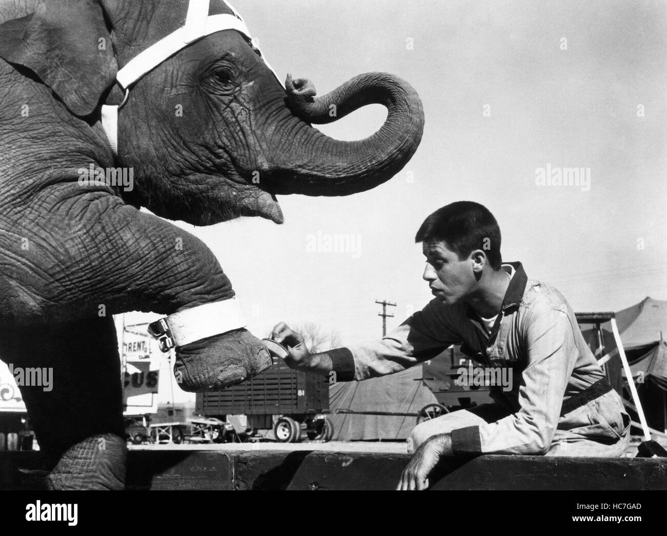 THREE RING CIRCUS, Jerry Lewis, 1954 Stock Photo Alamy
