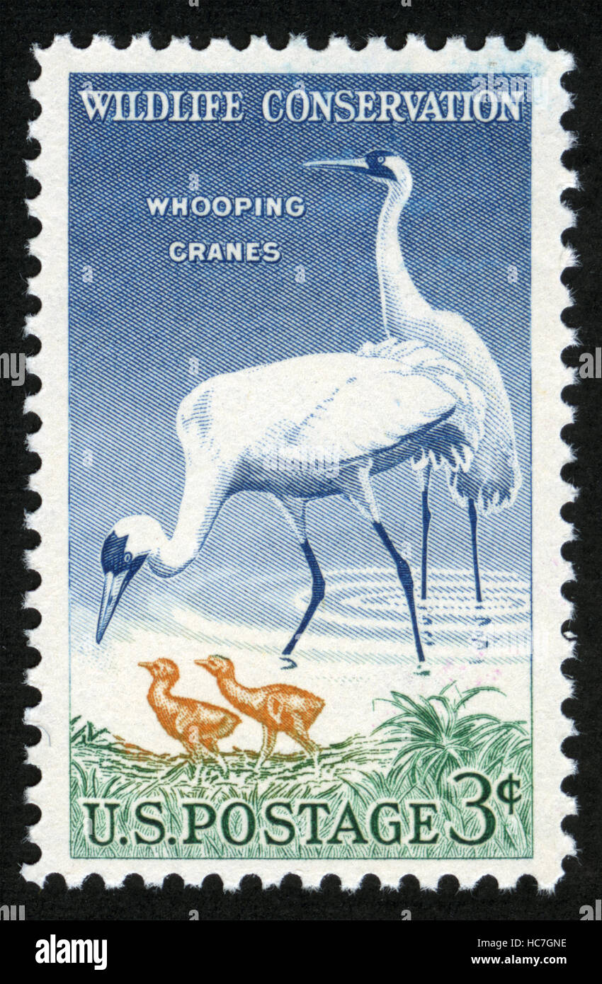 US postage stamp, Wildlife conservation, Whooping Cranes Stock Photo