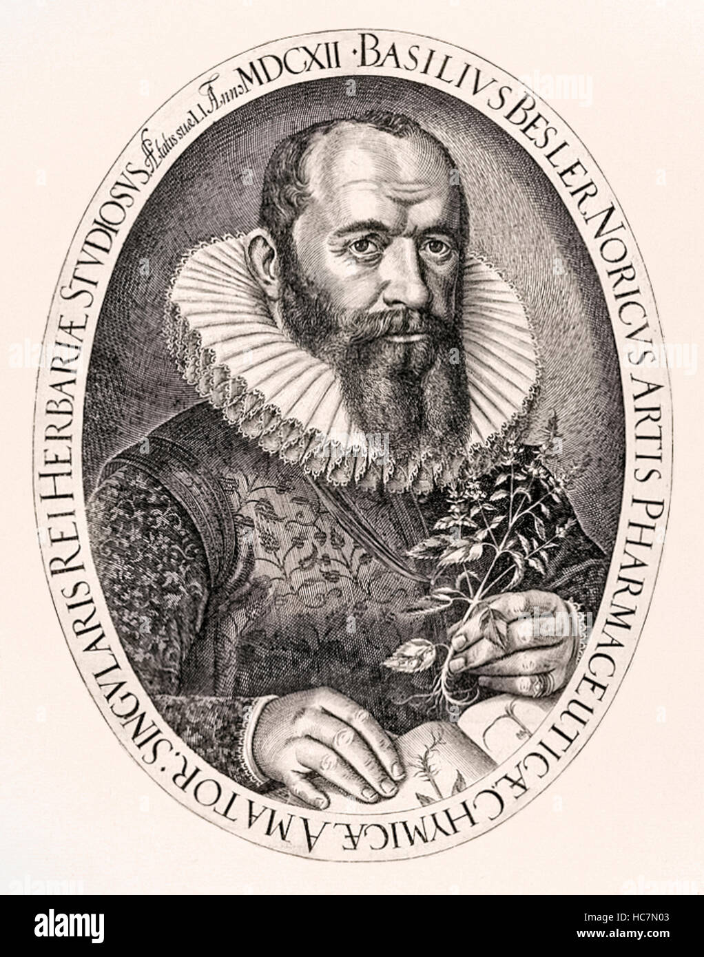 Basilius Besler (1561–1629) apothecary and botanist based in Nuremberg, Germany who compiled the Hortus Eystettensis published in 1613 featuring colour illustrations of plants found in the garden of Prince Bishop Johann Konrad von Gemmingen (1561-1612). See description for more information. Stock Photo