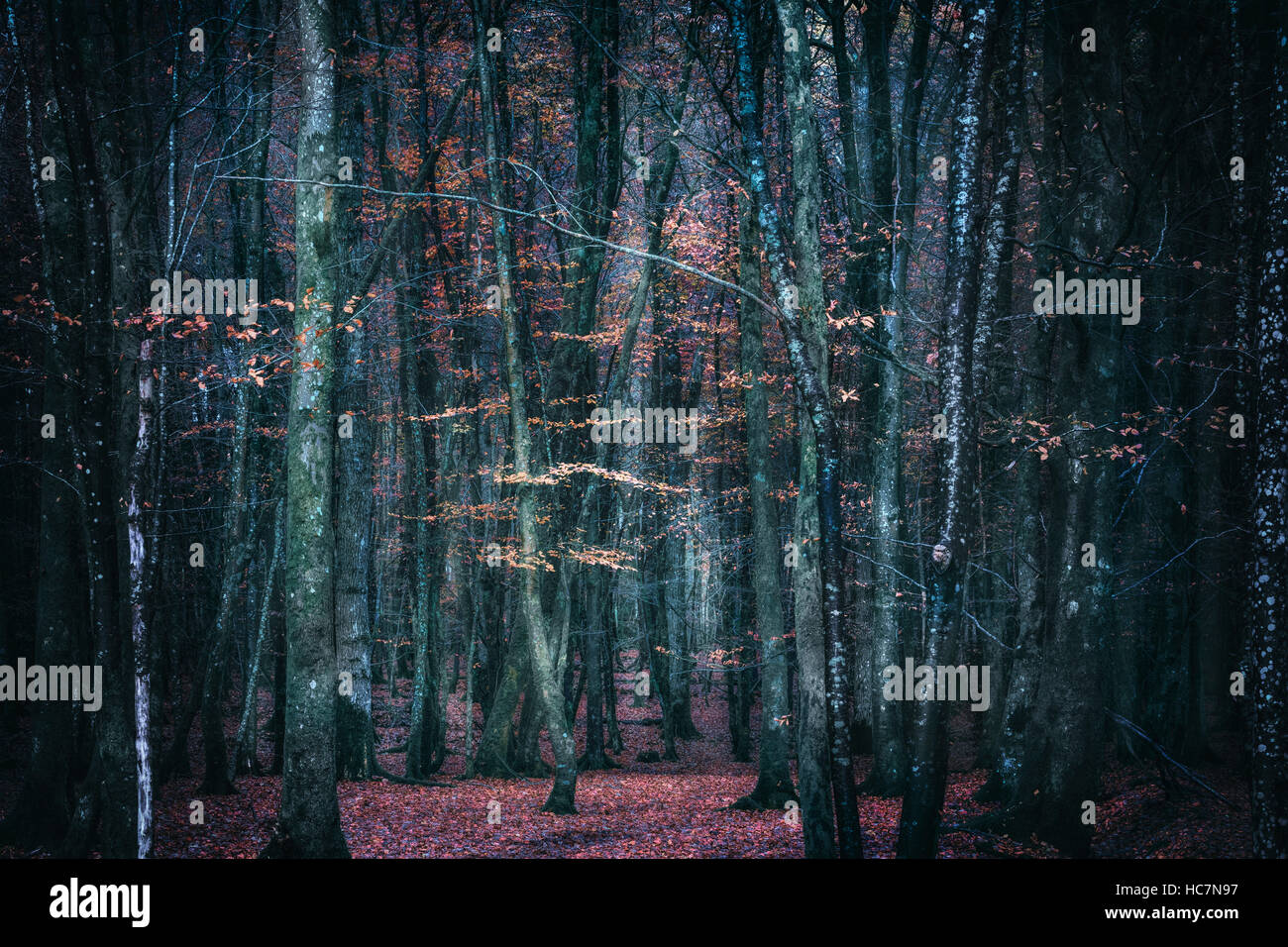 mysterious dark forest in autumn Stock Photo