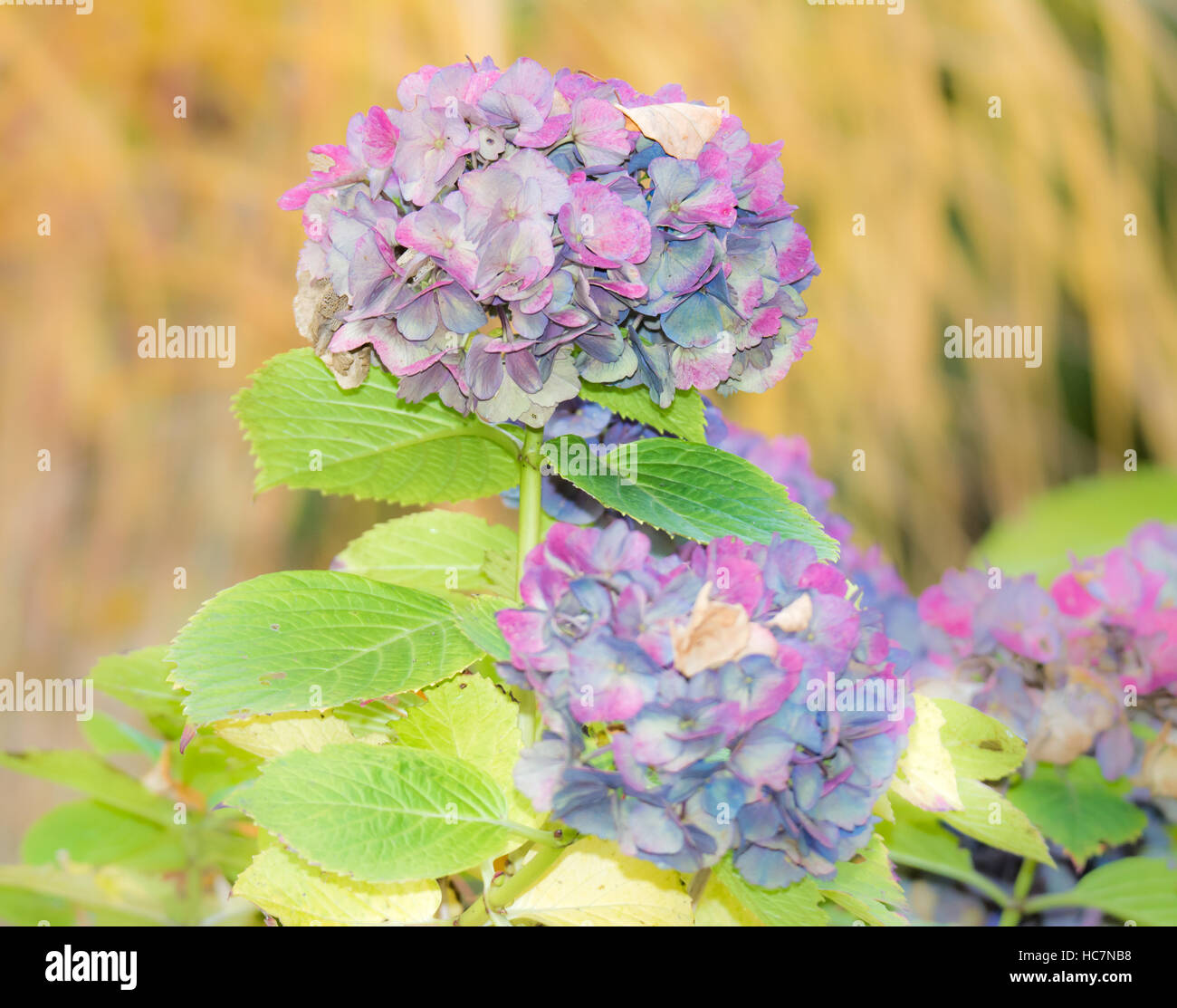Hydrangea autumn hi-res stock photography and images - Alamy