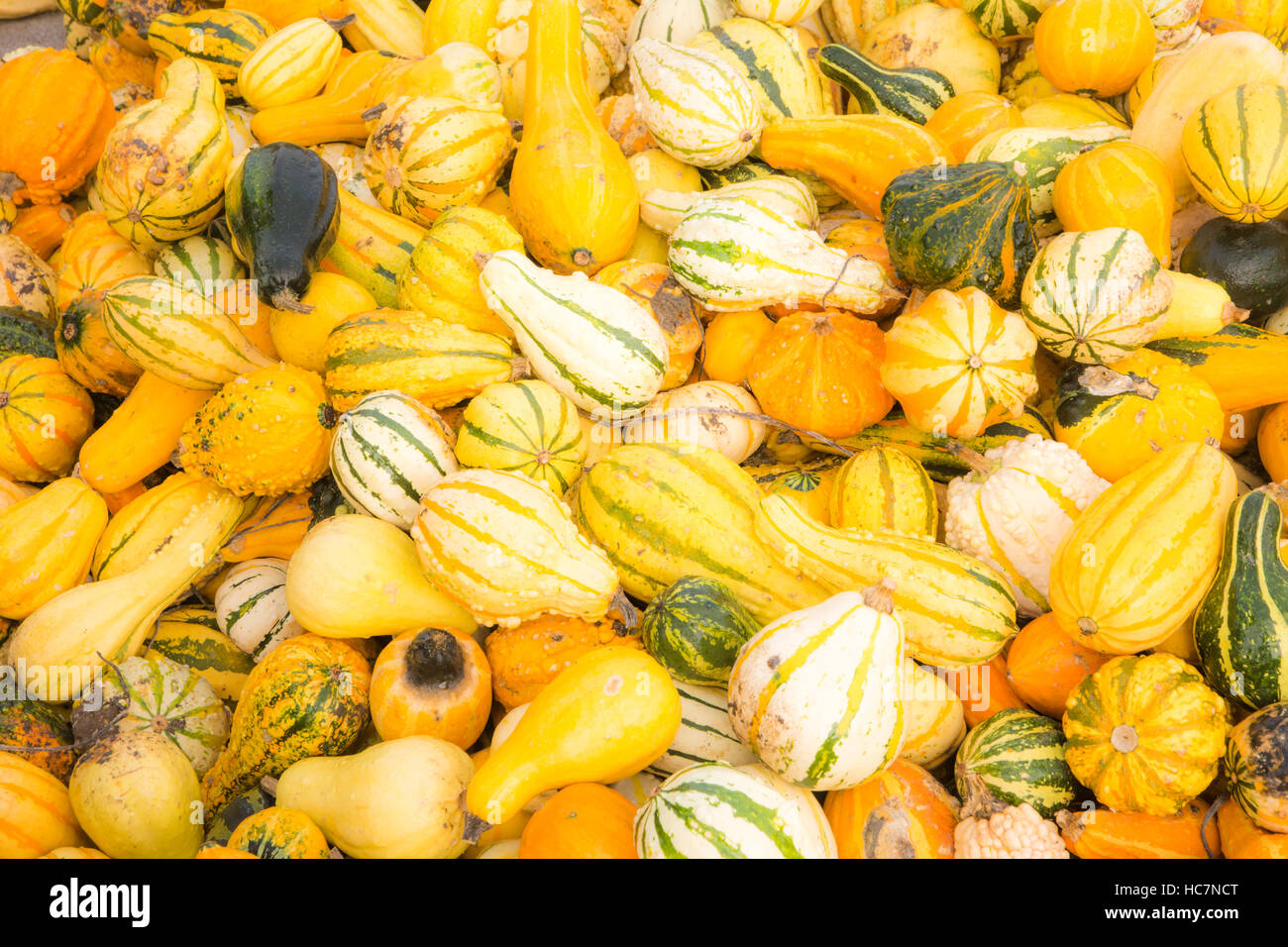 Background with a pile of pumpkins Stock Photo - Alamy