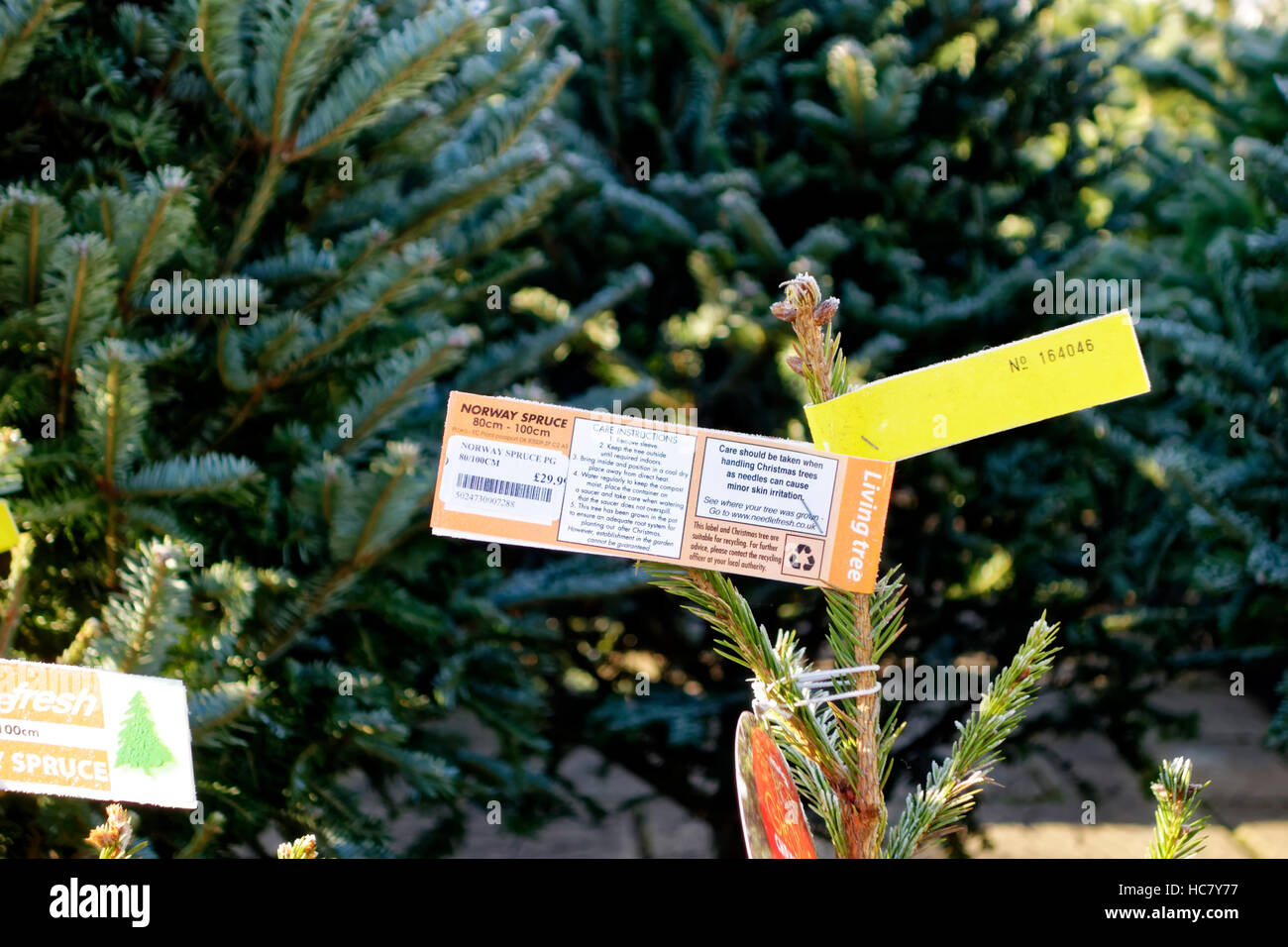 Norway Spruce Christmas Trees For Sale at Whitehall Garden Centre near Lacock in Wiltshire, United Kingdom. Stock Photo