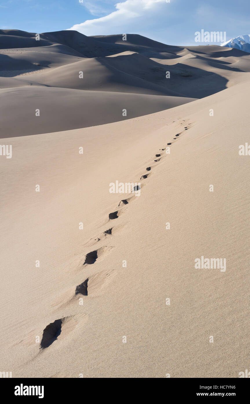 Saguache County, Colorado: Footprints along High Dune at Great Sand Dunes National Park and Preserve. Stock Photo