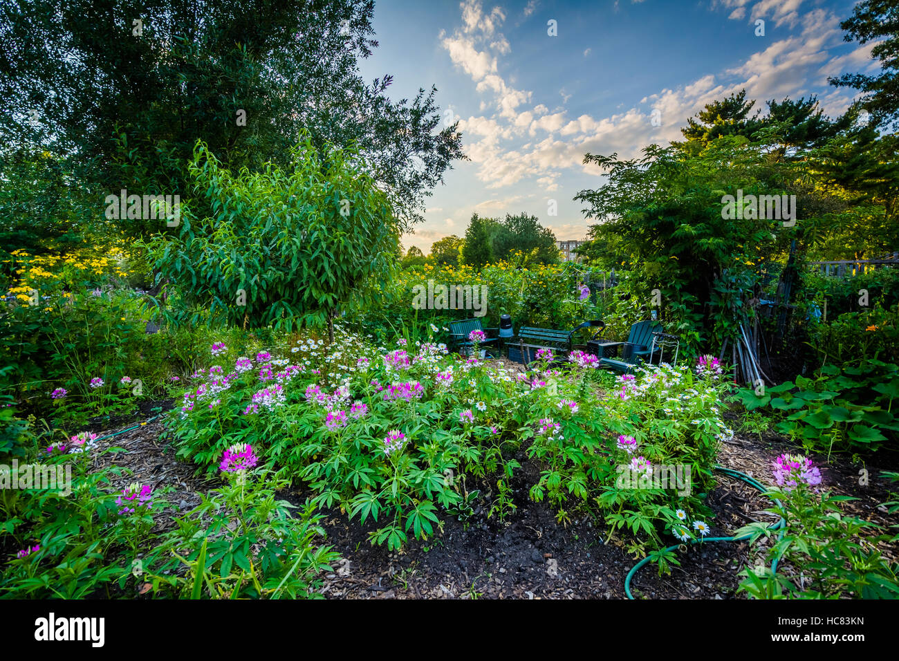Gardens at Back Bay Fens, in Boston, Massachusetts Stock Photo Alamy