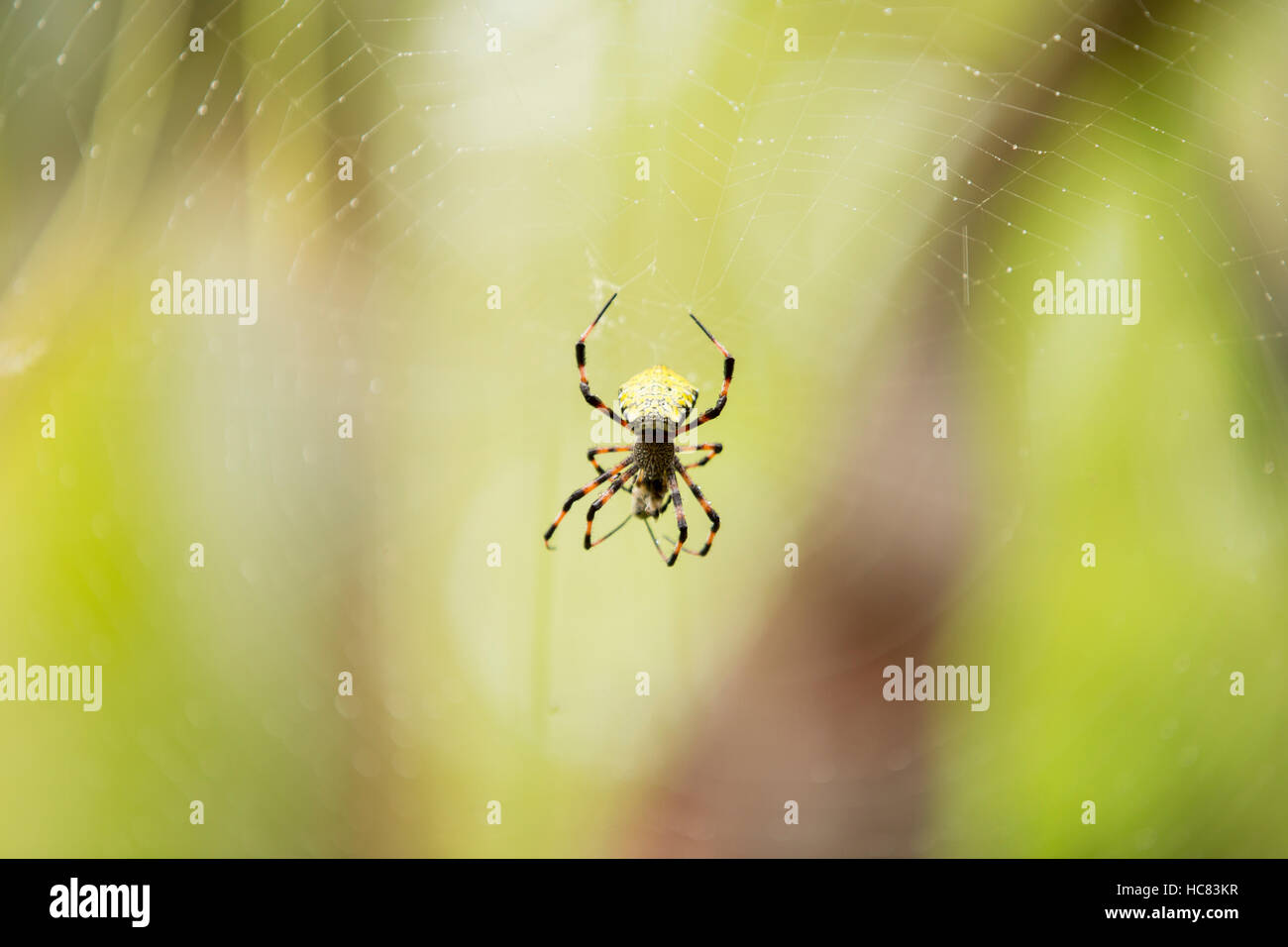 Hawaiian Garden Spider Spinning A Web Stock Photo 128026971 Alamy