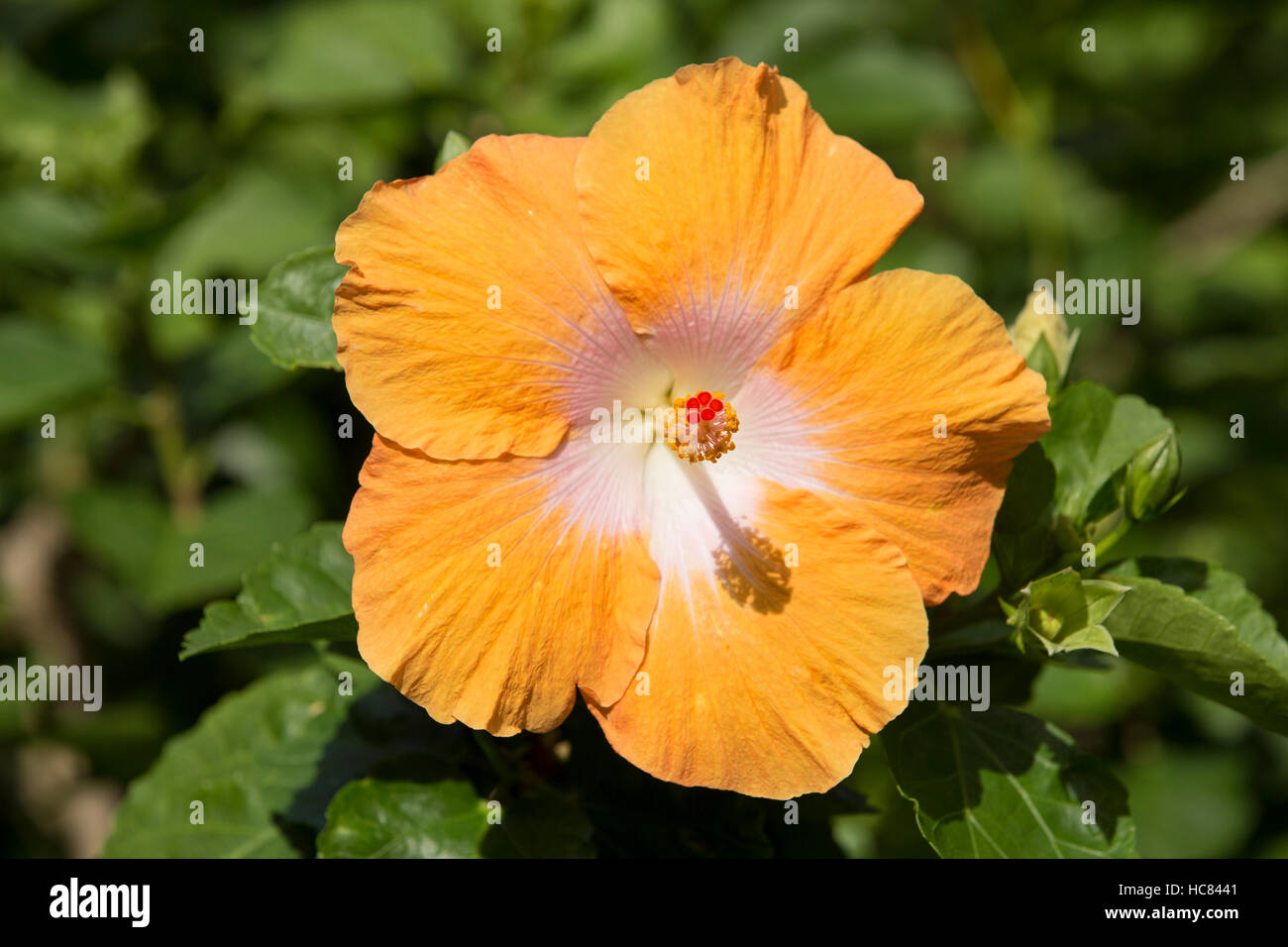 Hawaiian flowers hi-res stock photography and images - Alamy