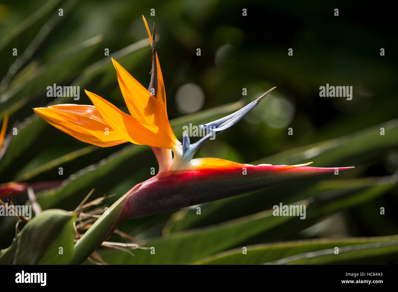 Hawaiian flowers hi-res stock photography and images - Alamy