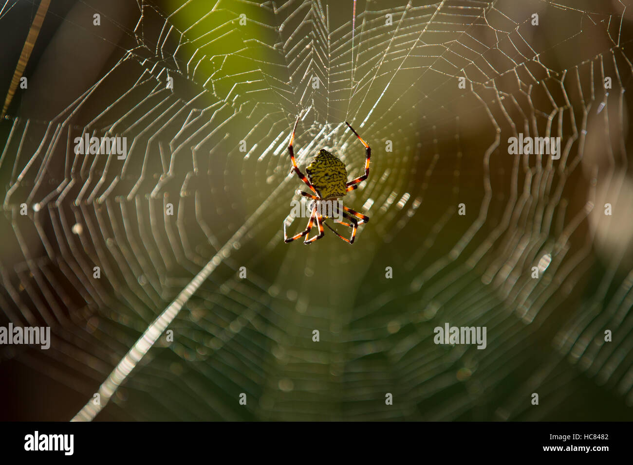 Garden spider spinning a web in Hawaii Stock Photo - Alamy