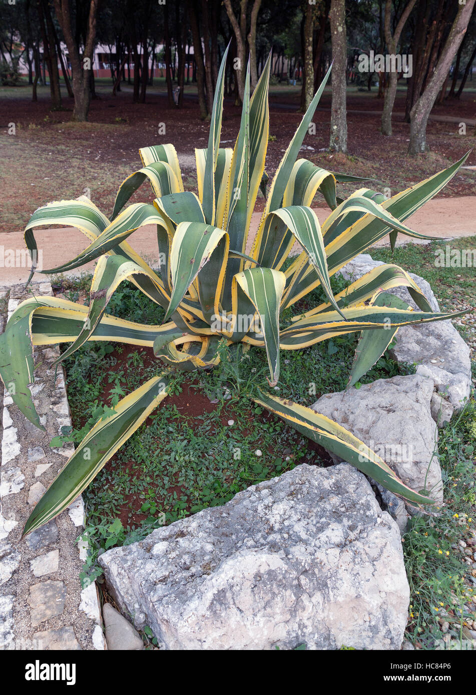 Agave Americana marginata aurea plant outdoor closeup Stock Photo - Alamy