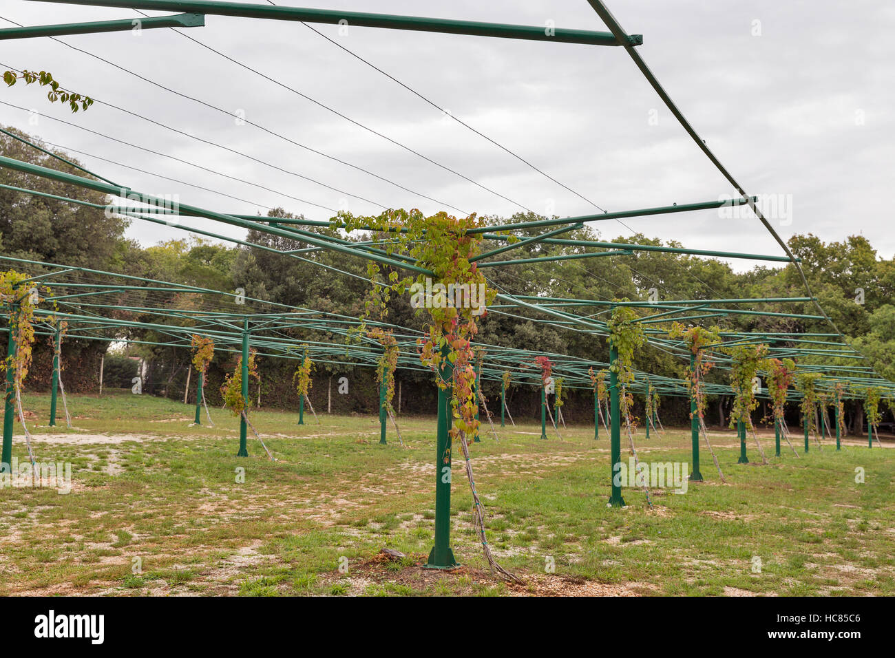 Ecological outdoor empty parking lot with growing grapes in Istria