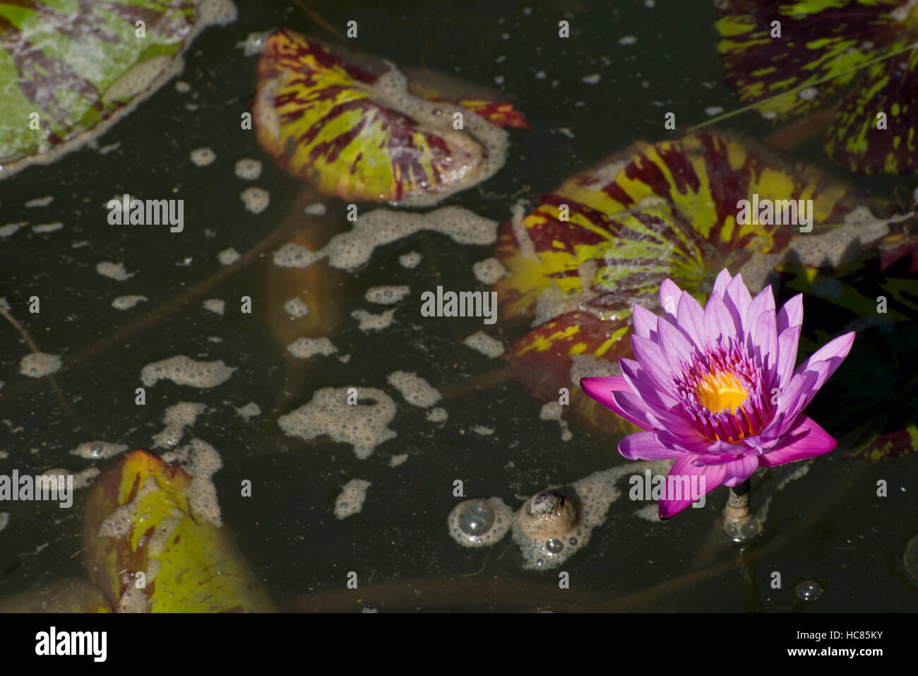 Photograph of Pink/Purple Egyptian Lotus water lily and lily pads in a pond. Stock Photo