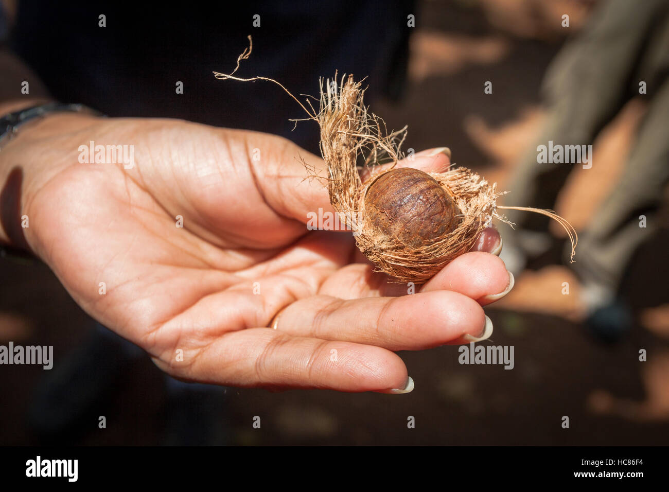 Nutmeg fruit in its husk, held in a person's hand, in a spice