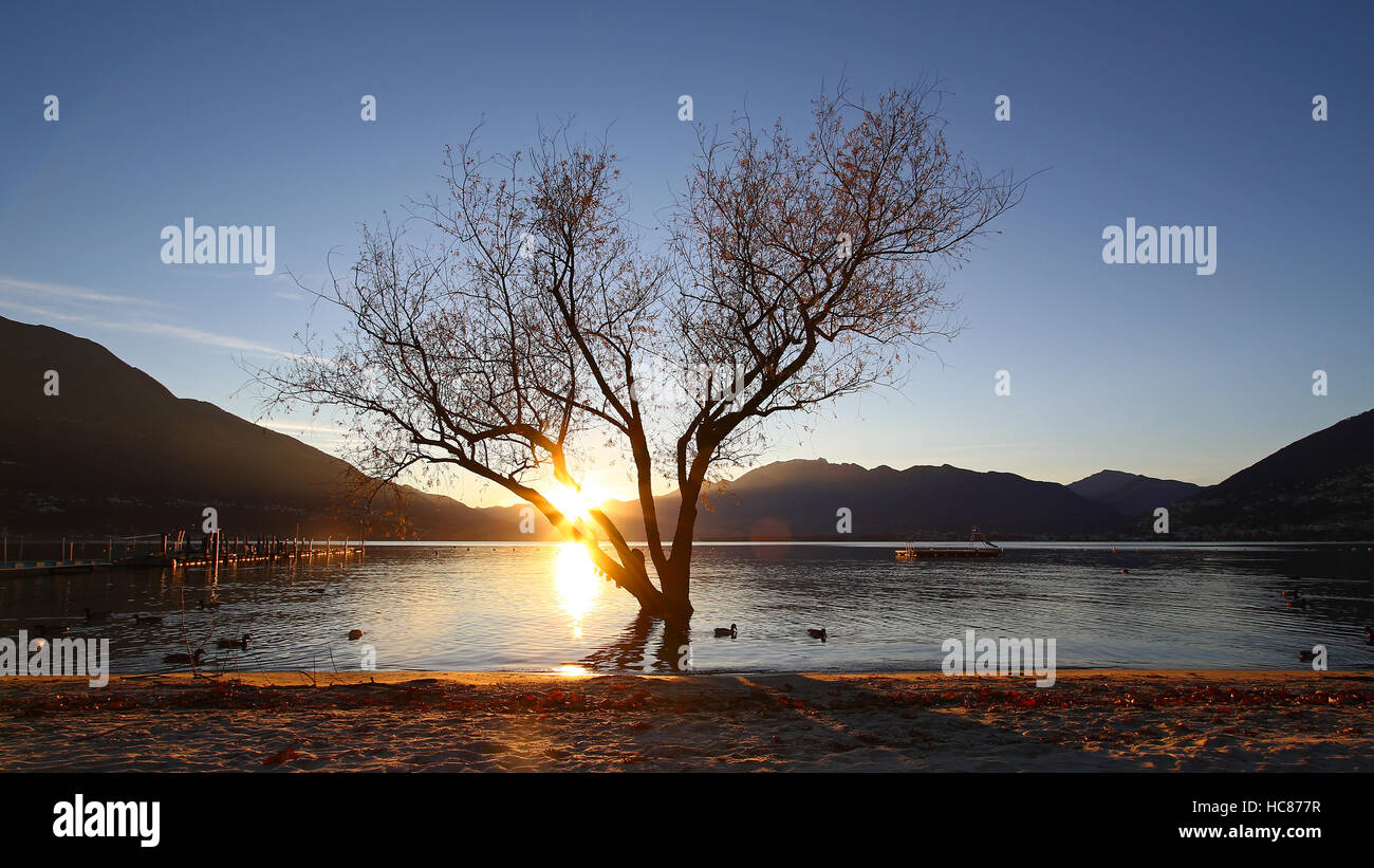 Lone silhouette of a tree growing in water on the lake shore at sunset ...