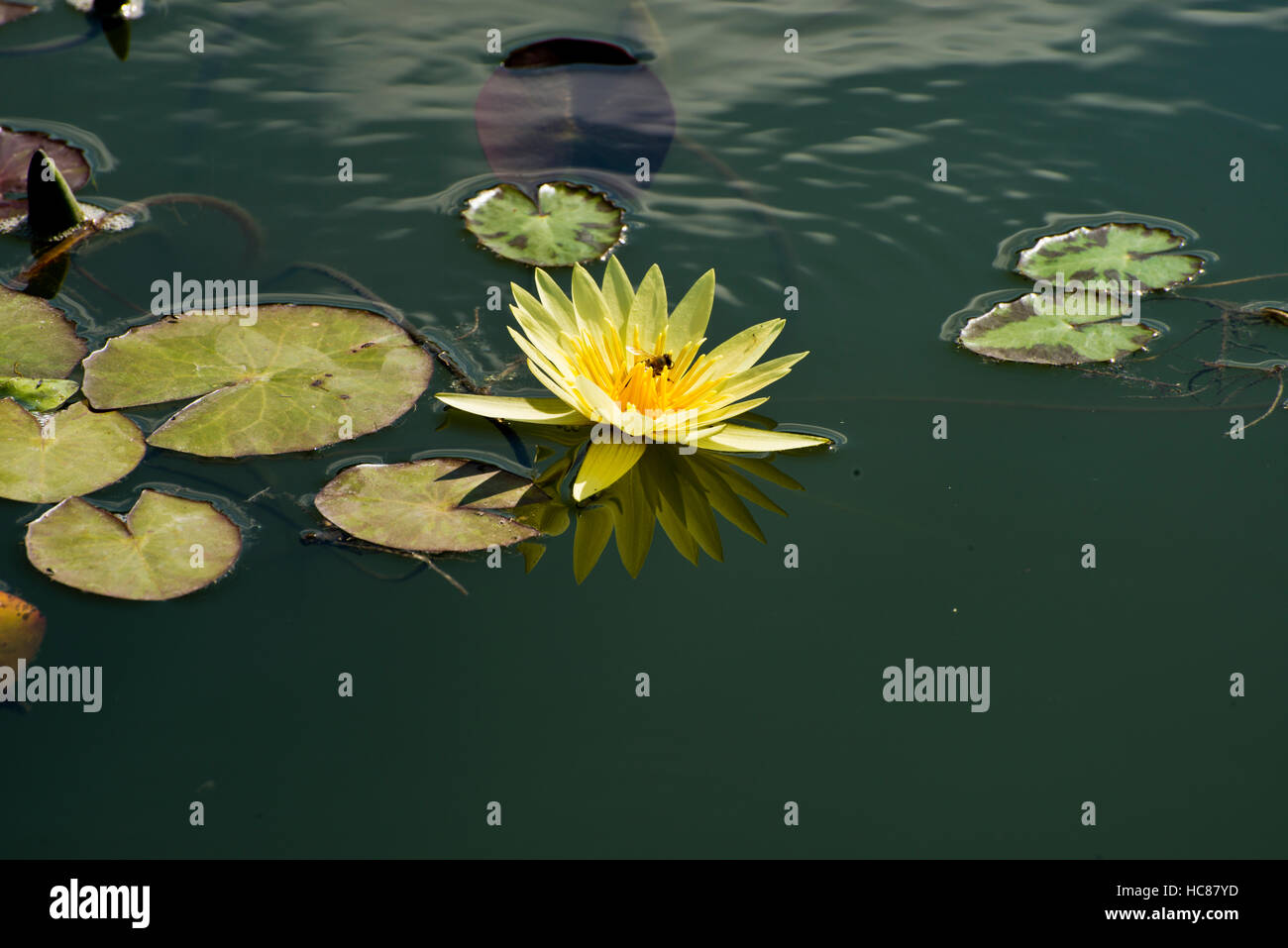 Photograph of yellow waterlilies and lily pads in a pond. Stock Photo