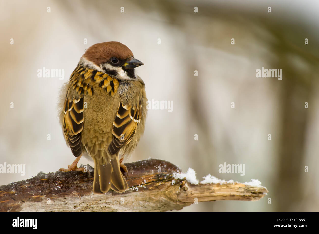 The beauty of a very common birds plumage, the back of the Eurasian Tree Sparrow (Passer montanus) perching on a branch. Stock Photo