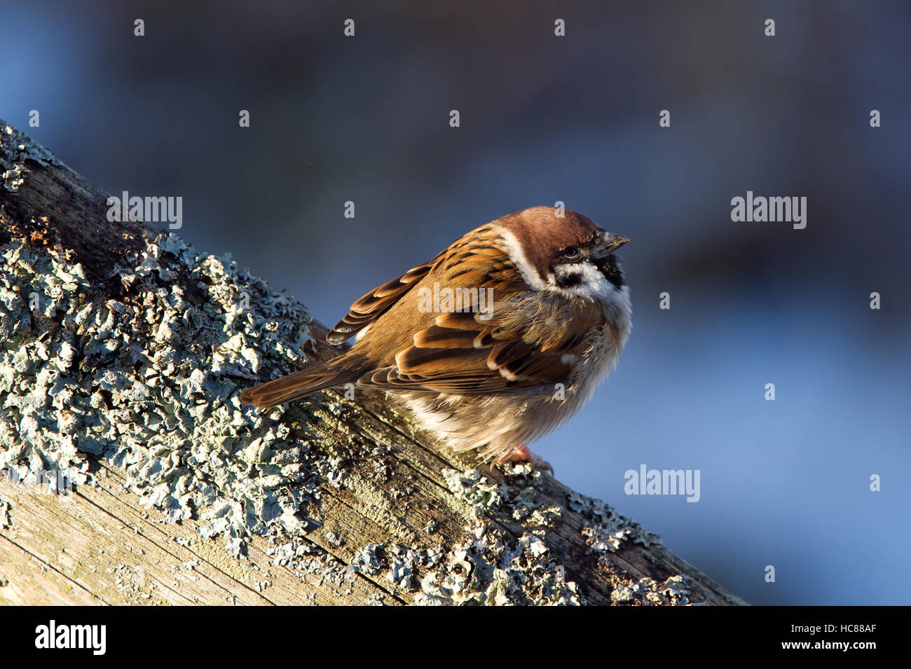 The Eurasian Tree Sparrow (Passer montanus) enjoy the sunshine on the wooden fence with a dark blue bokeh Stock Photo