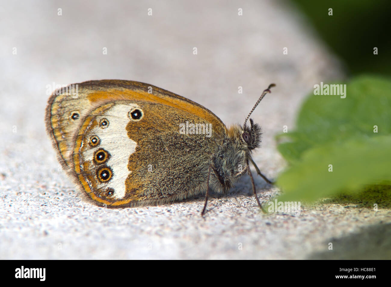 The beautiful Pearly Heath (Coenonympha arcania) in Uppland, Sweden Stock Photo