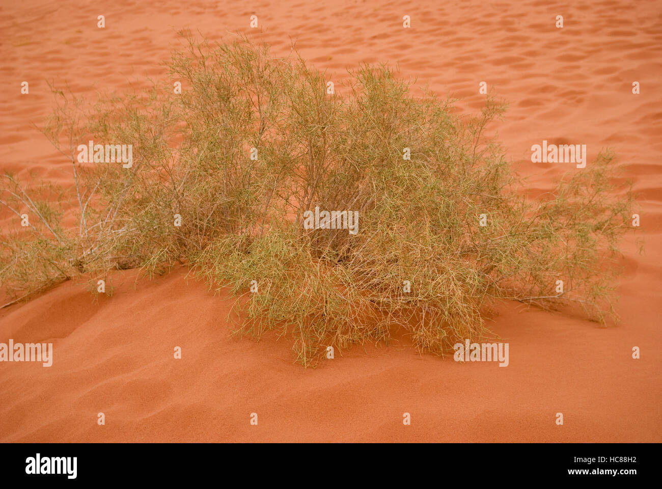 Plant growing in the desert sand, Wadi Rum, Jordan Stock Photo Alamy