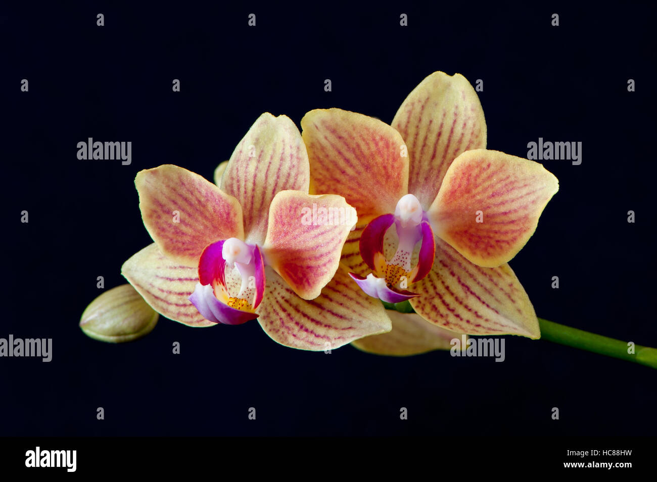 A close up of Moth orchids (Phalaenopsis) with a black background. Stock Photo