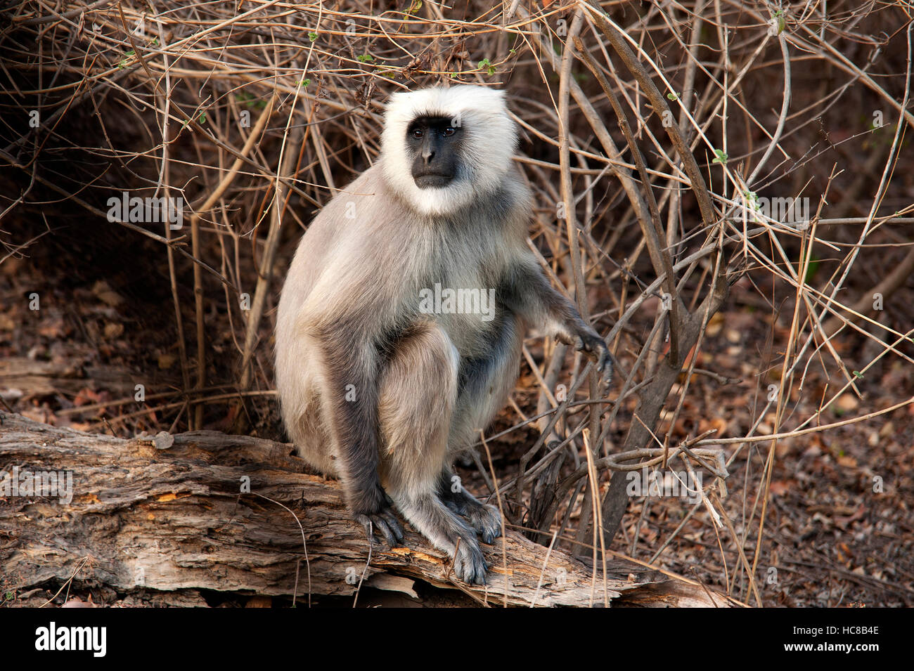 Uttarakhand wildlife hi-res stock photography and images - Alamy