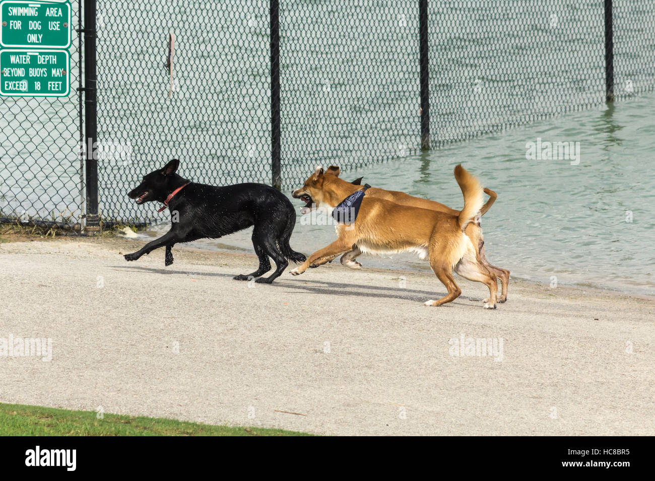 Canine companions running with droplets of water flying off their wet fur, enjoying a play date at a dog park and its pond Stock Photo