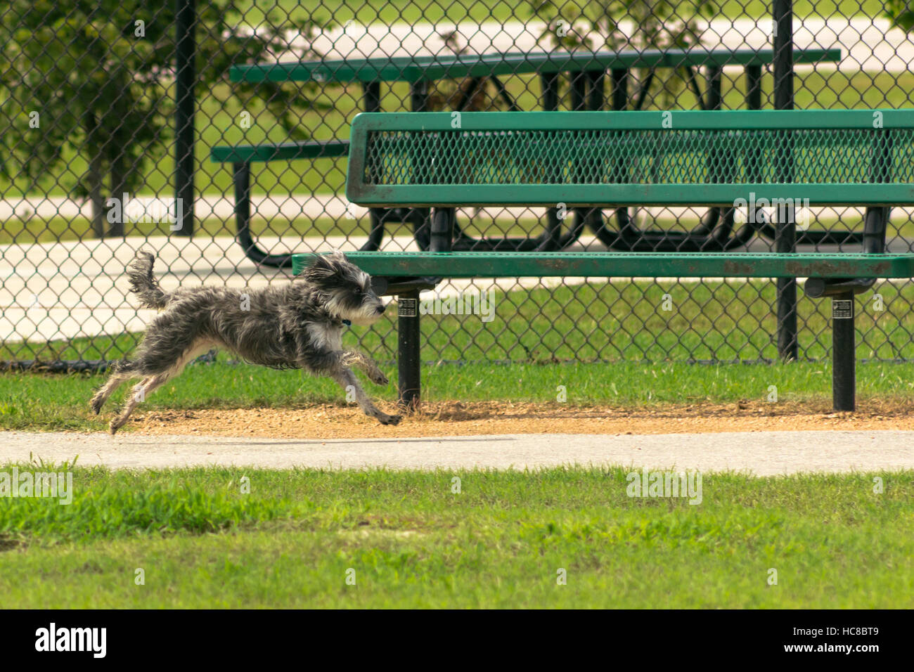 Cute shaggy little gray and white terrier mix running full speed past a park bench in a dog park, caught mid-air with all four paws off the ground Stock Photo