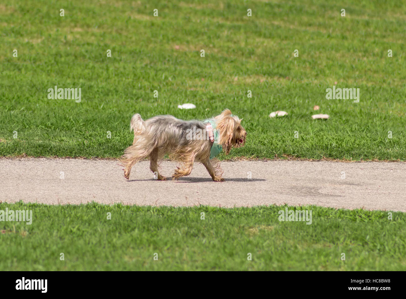Cute pampered pup, tired yet still running in a dog park with the wind blowing through her wet gray, white, and gold silky hair Stock Photo