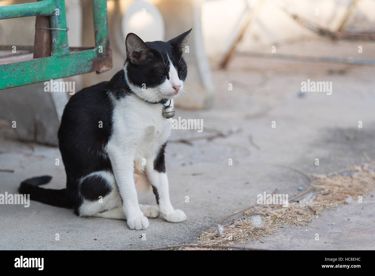 Black and white cat sitting on the ground. Closed eyes Stock Photo - Alamy