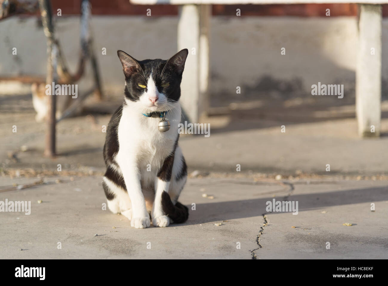 Black and white cat sitting on the ground Stock Photo - Alamy