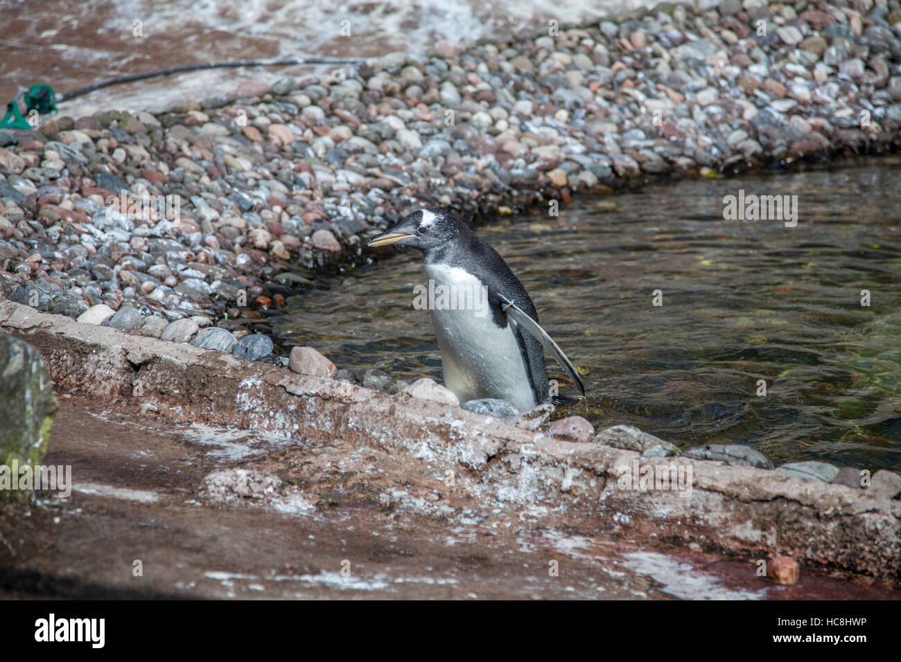 Penguins edinburgh zoo Stock Photo - Alamy