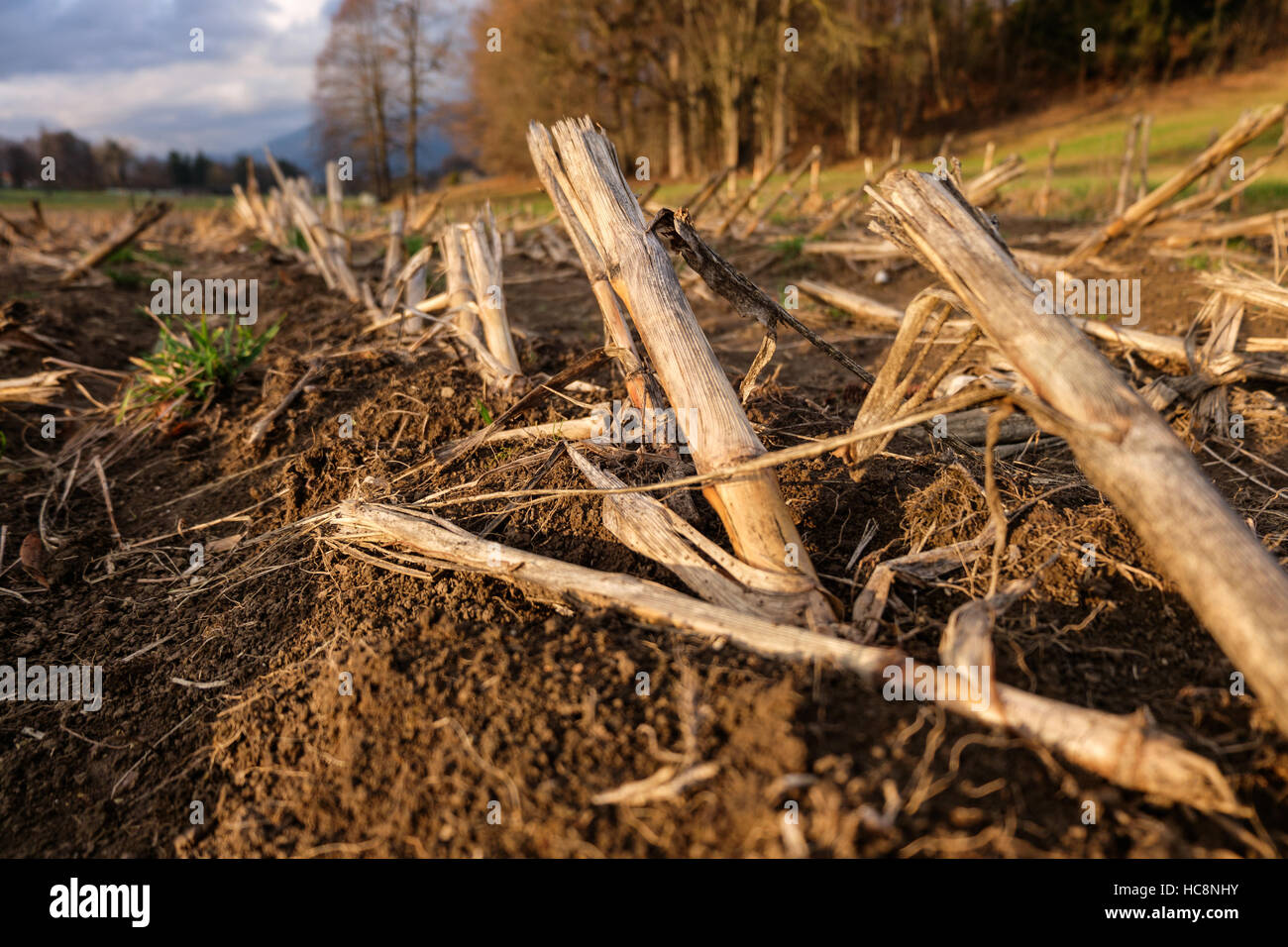 Corn stubble, left in the field after a harvest Stock Photo - Alamy